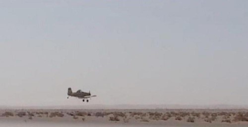 تعرف على إجراءات الرياض لمكافحة الجراد الصحراوي القادم من اليمن 