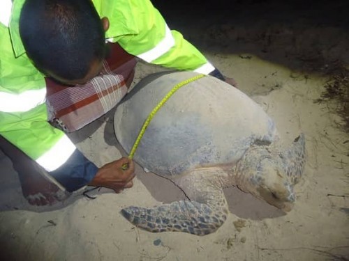 حملات تطوعية لحماية السلاحف المهددة بالانقراض على سواحل عدن (صور)