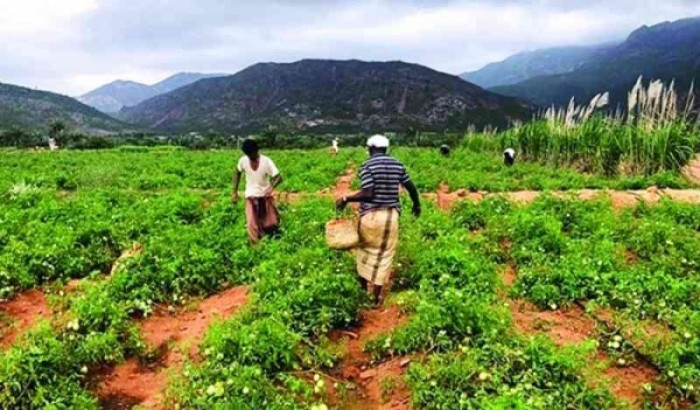 جهود إماراتية للارتقاء بالزراعة في سقطرى